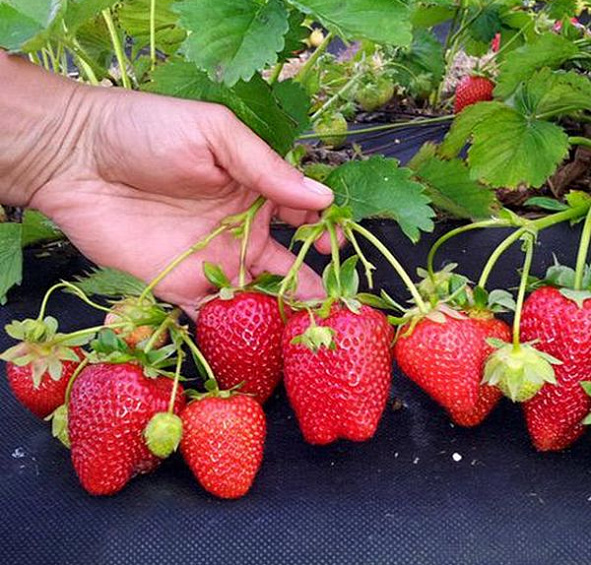 Земляника (клубника) 'Ароза'