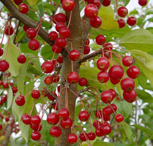 Яблоня декоративная Саржента