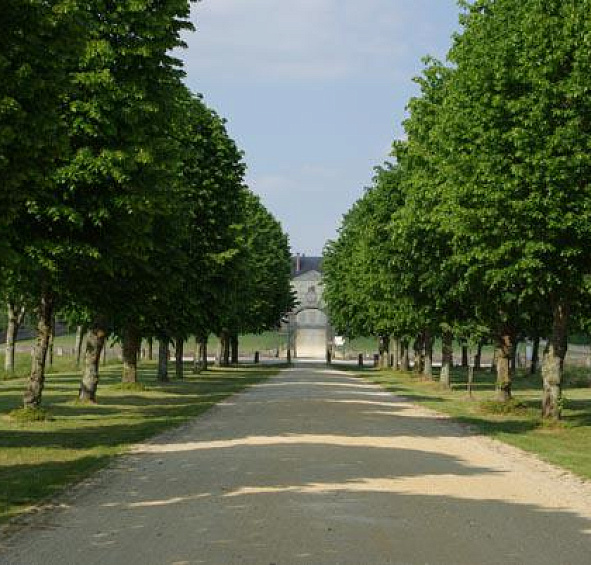 Липа крупнолистная 'Фаворит'