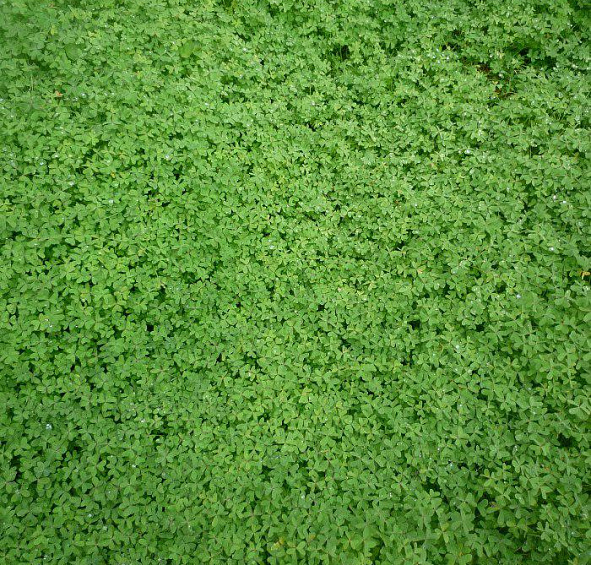 Кислица обыкновенная