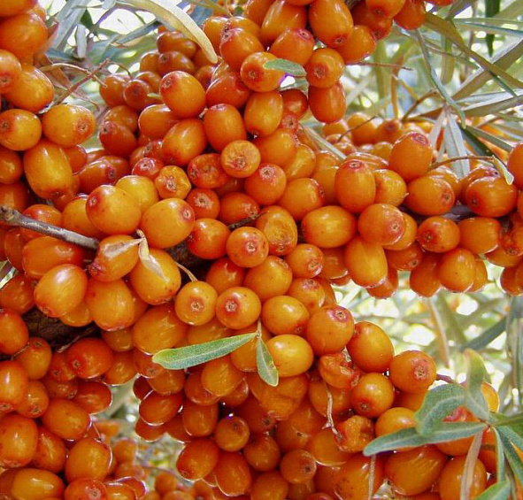 Облепиха Трофимовская