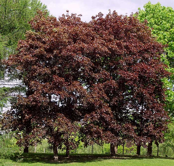 Клен остролистный 'Фассенс Блэк'