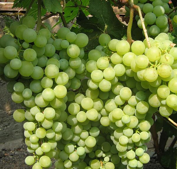 Виноград Жемчуг Сабо