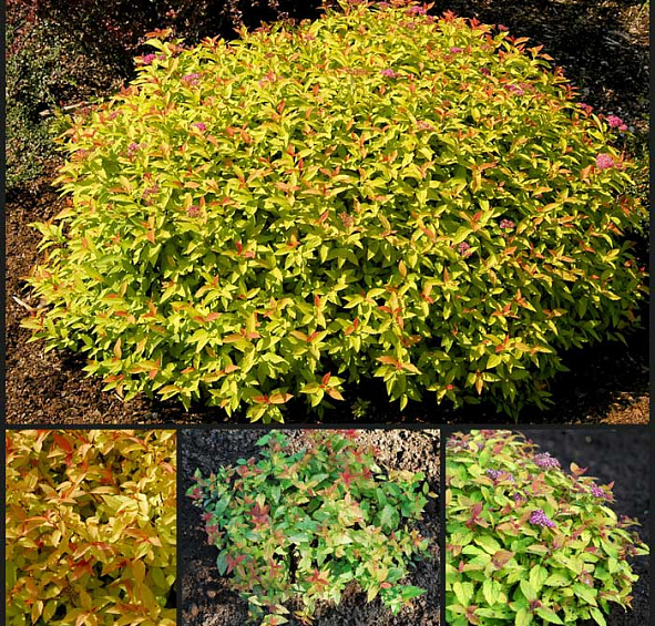 Спирея японская 'Голдфлейм'