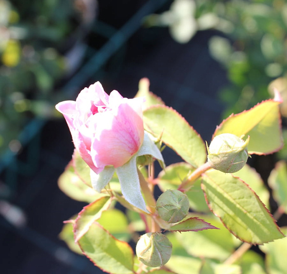 Роза 'Цезарь' (плетистая)(розовая)