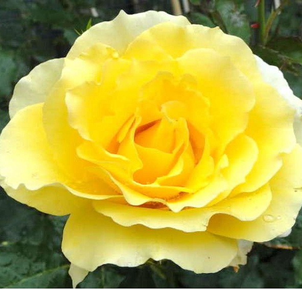 Роза Римоза (Rimosa)