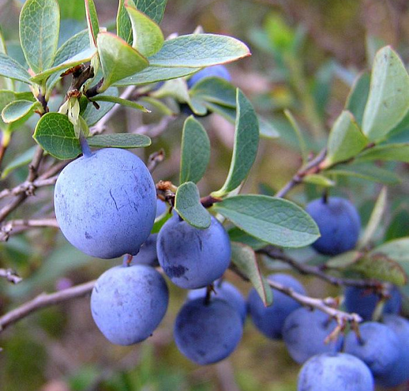 Голубика 'Стенли'