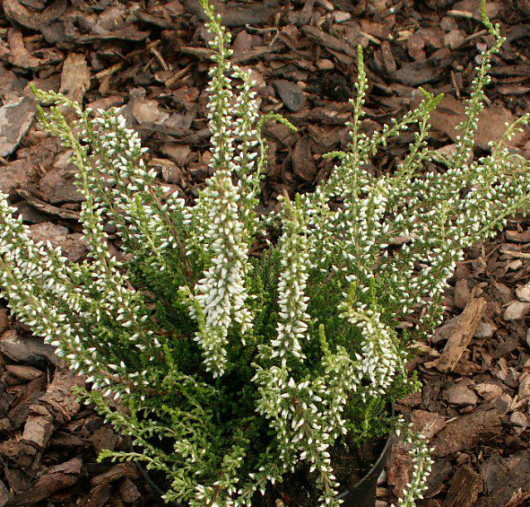 Вереск обыкновенный 'Алисия' (белый)