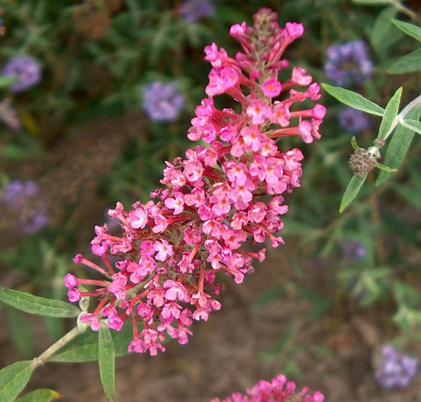 Буддлея Давида 'Саммер Бьюти'