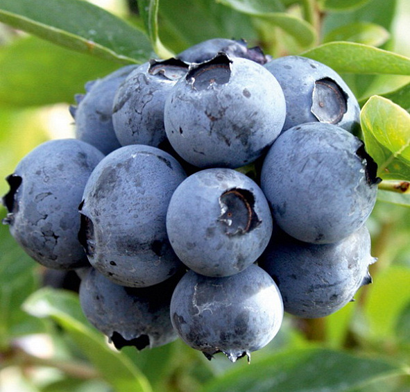 Голубика 'Дюк'