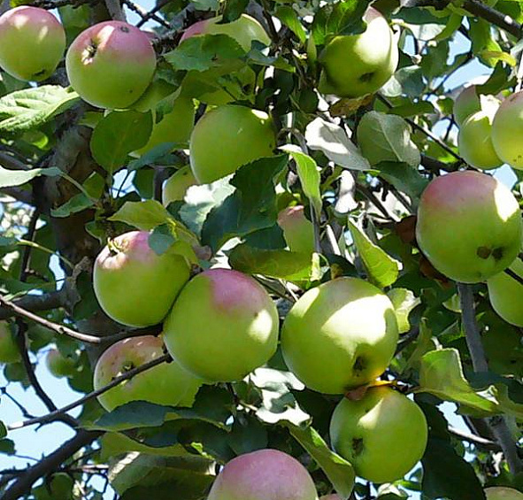 Яблоня домашняя 'Синап Орловский'