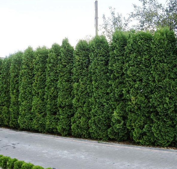 Туя западная 'Колумна'