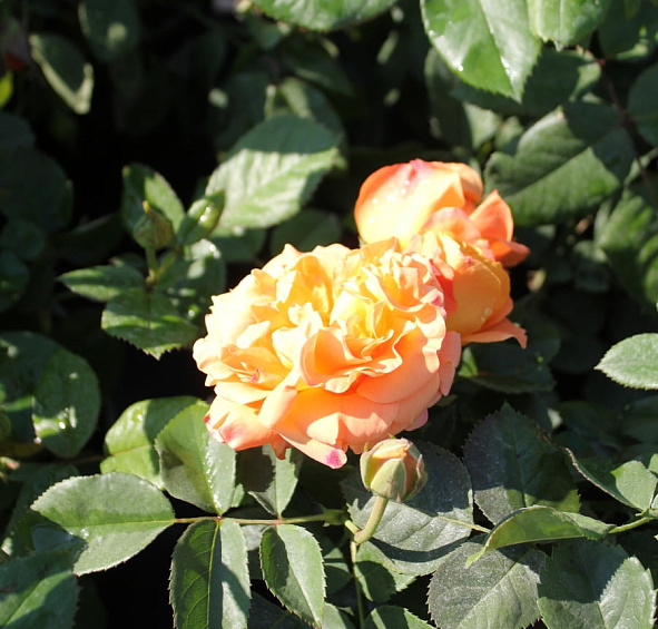 Роза 'Ла Палма' (чайно-гибридная) (персиково - розовая)