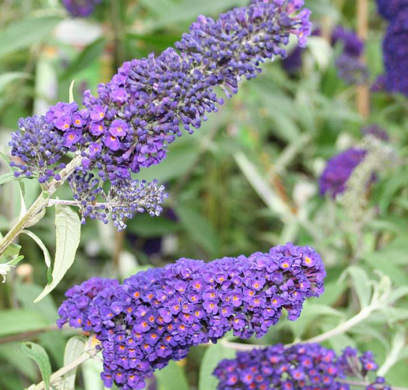 Буддлея Давида 'Эмпайр Блу'