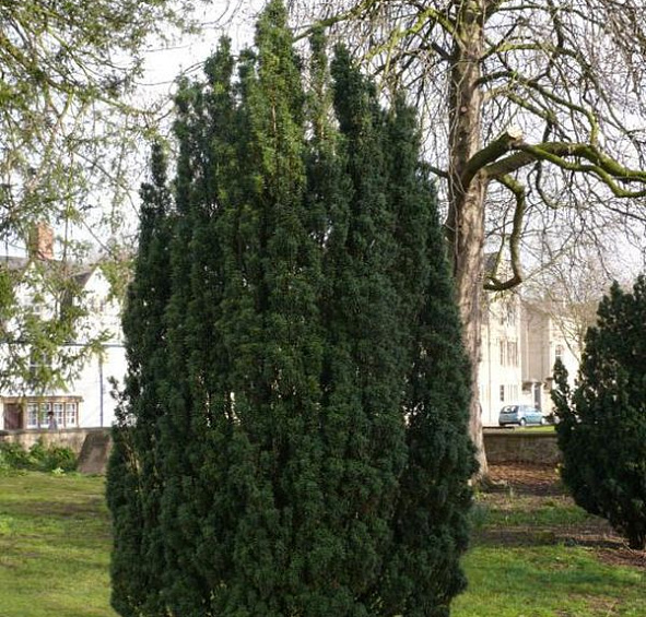 Тис средний Себиан (Sebian)