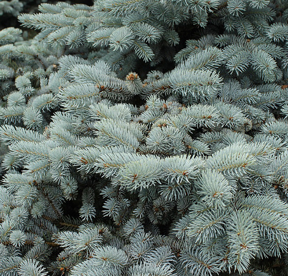 Ель колючая 'Монтгомери'