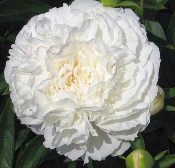 Пион София Чойс (Sophia's Choice)