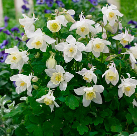 Аквилегия гибридная (водосбор) 'Спринг Меджик Уайт'