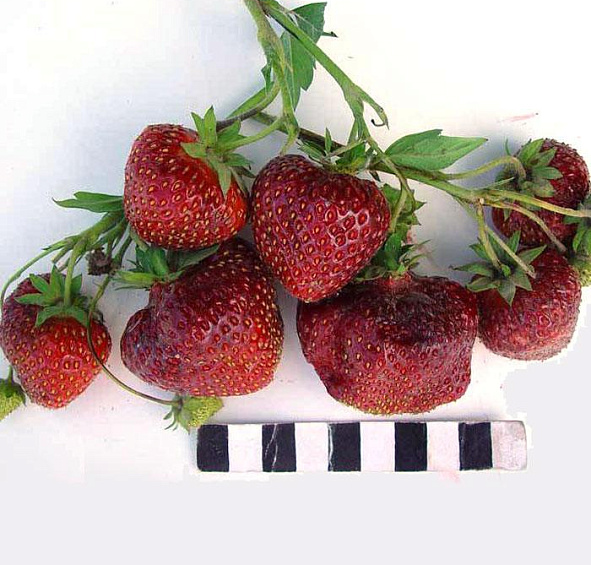 Земляника садовая (клубника) Ред Гонтлет (Red Gauntlet)