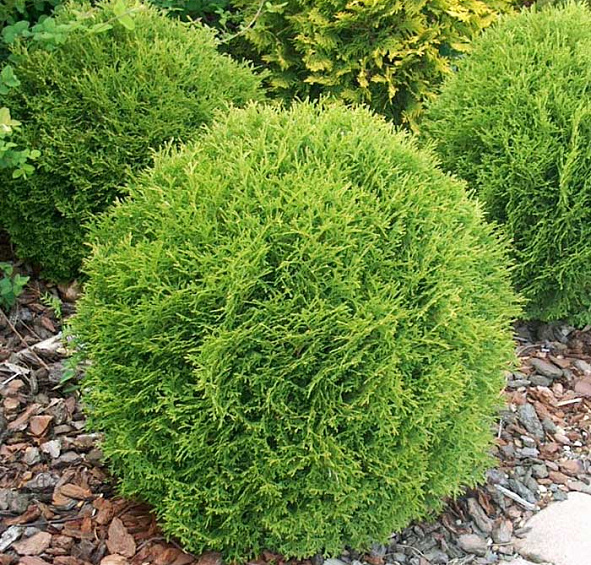 Туя западная 'Даника'