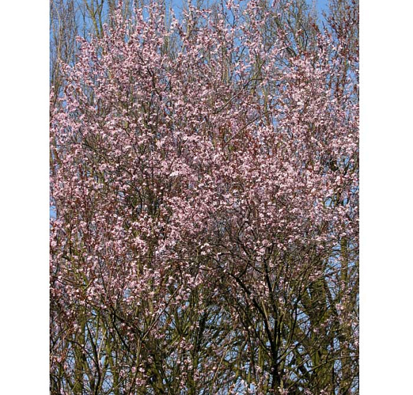 Алыча 'Кубанская комета'