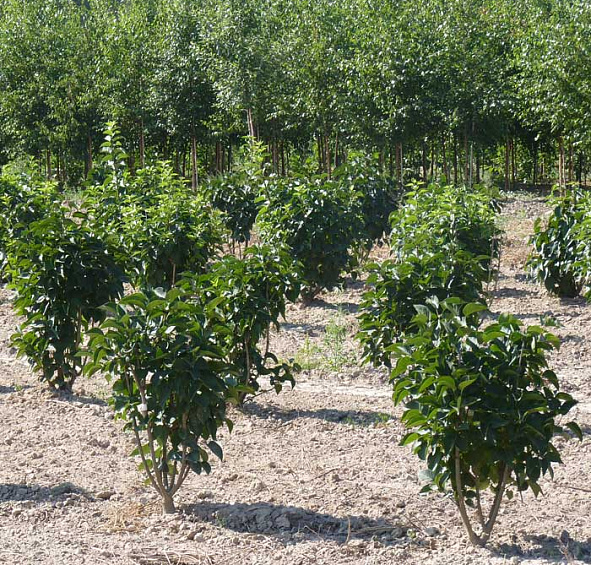 Сирень венгерская