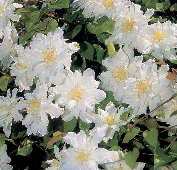 Клематис 'Сильвия Денни'