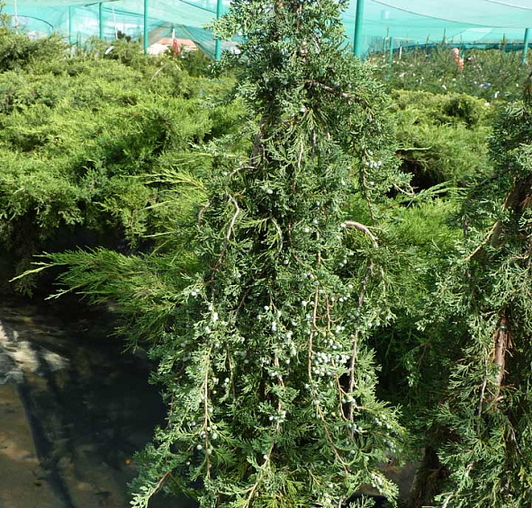 Можжевельник горизонтальный 'Вилтони'