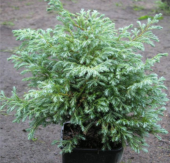 Можжевельник чешуйчатый 'Блу Карпет'