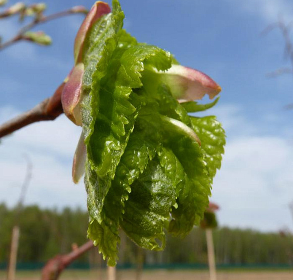 Липа мелколистная (сердцелистная)