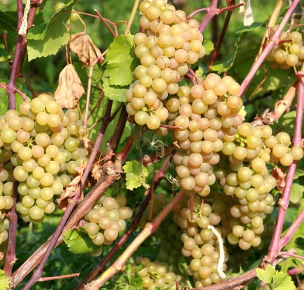 Виноград 'Платовский'