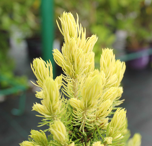 Ель сизая (канадская, белая) 'Дейзи Уайт'