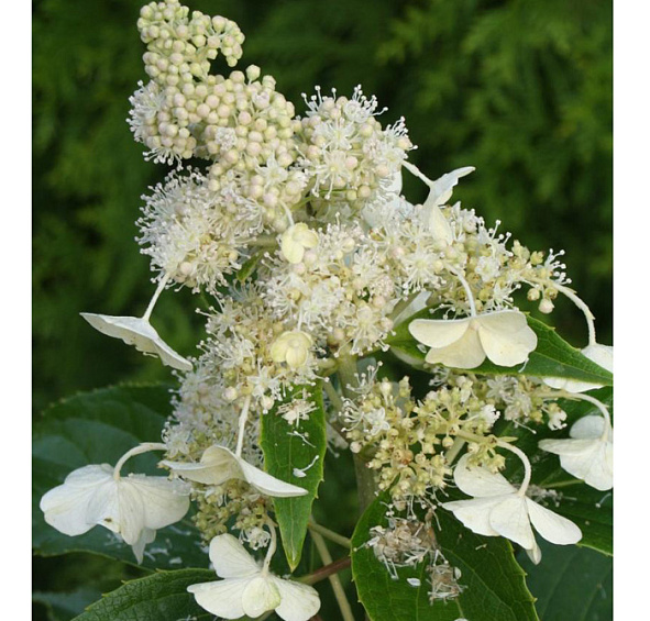 Гортензия метельчатая 'Киушу'