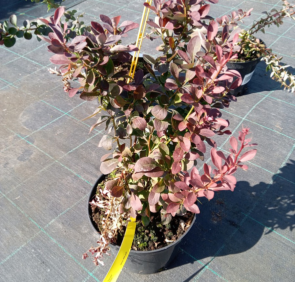 Барбарис Тунберга 'Ред Пиллар'