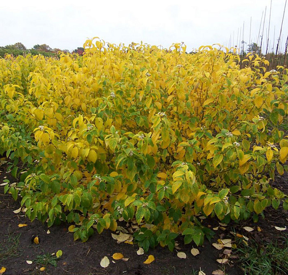 Дерен отпрысковый 'Флавирамеа'