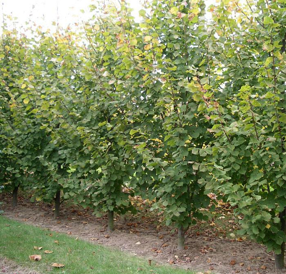 Липа крупнолистная 'Рубра'