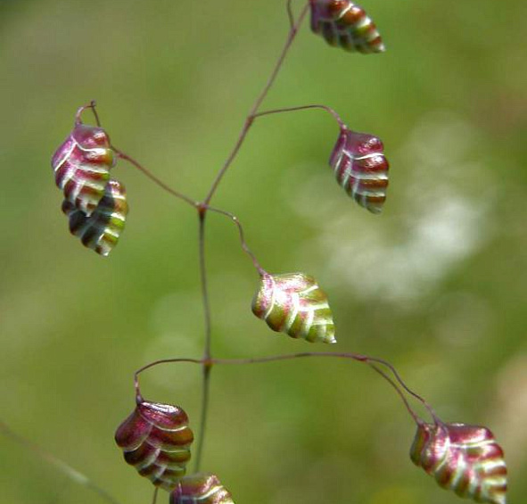 Бриза средняя