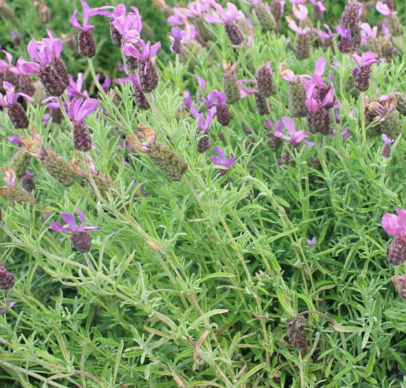 Лаванда стэха́дская 'Анук'