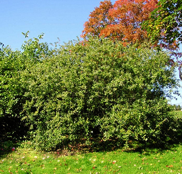 Ива тонкостолбиковая (черноколосовидная Куроме) 'Меланостахис'