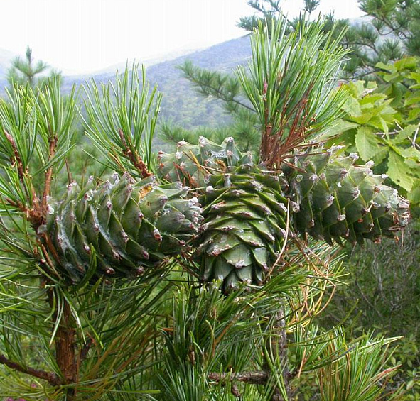 Сосна корейская кедровая (Кедр корейский)