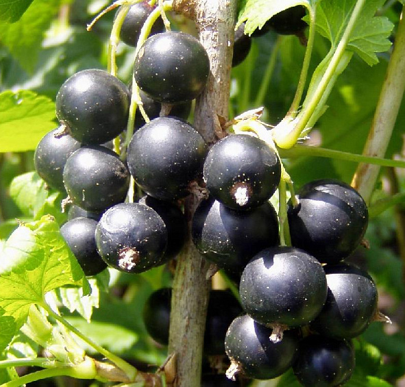 Смородина черная 'Багира'