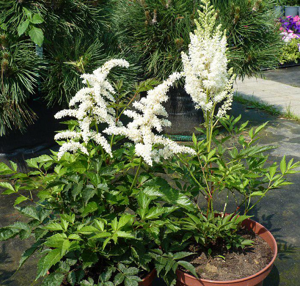 Астильба японская 'Дойчланд' (белая)