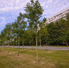 Благоустройство Варшавского шоссе – Южный Клены посажены на Варшавке