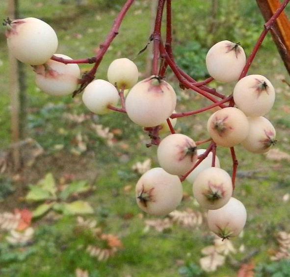 Рябина Кёне