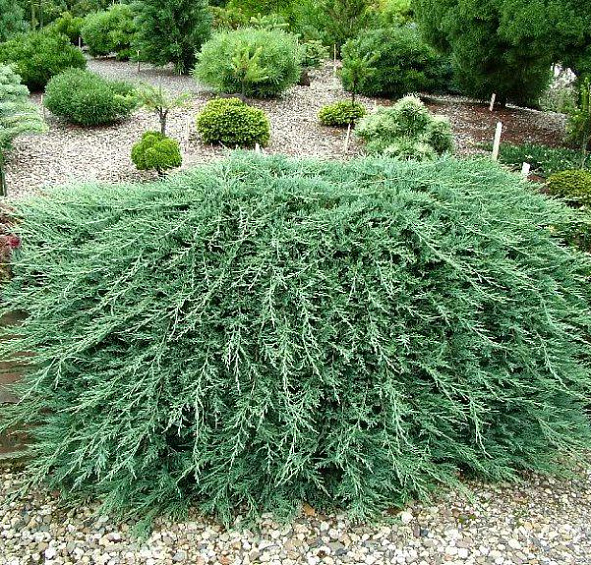 Можжевельник горизонтальный Вилтонии (Wiltonii)
