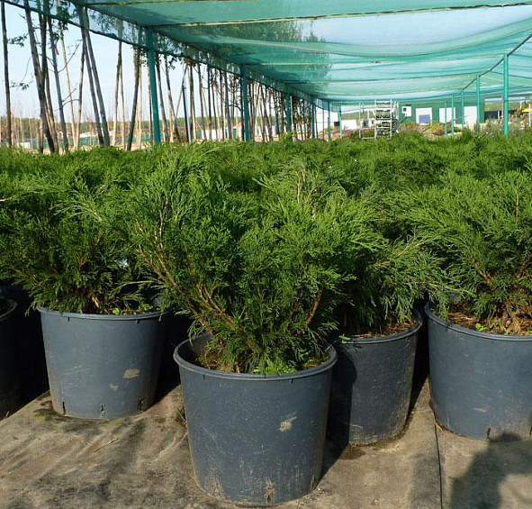 Можжевельник казацкий