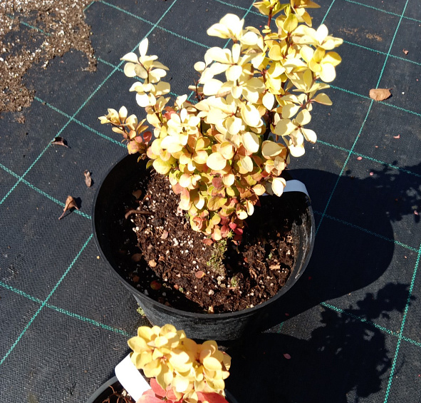 Барбарис Тунберга 'Мария'