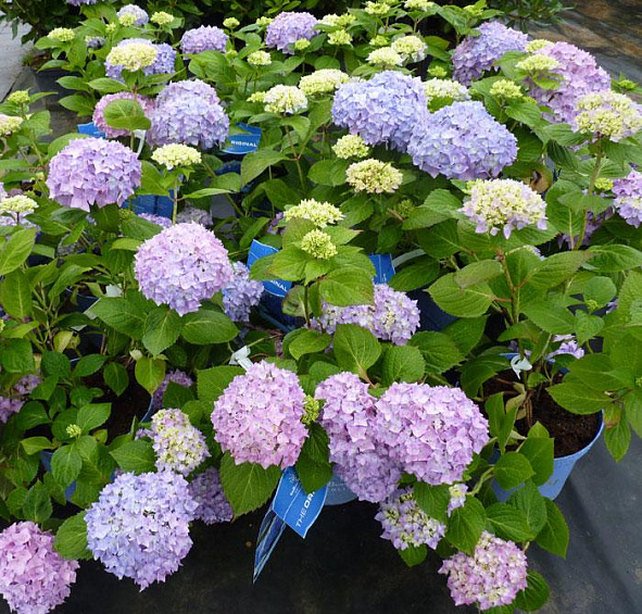 Гортензия крупнолистная 'Эндлесс Саммер блю'