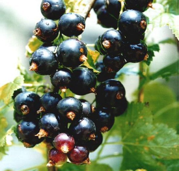 Смородина Перун (черная)