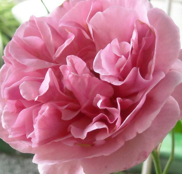 Роза Лин Рено (Line Renaud)